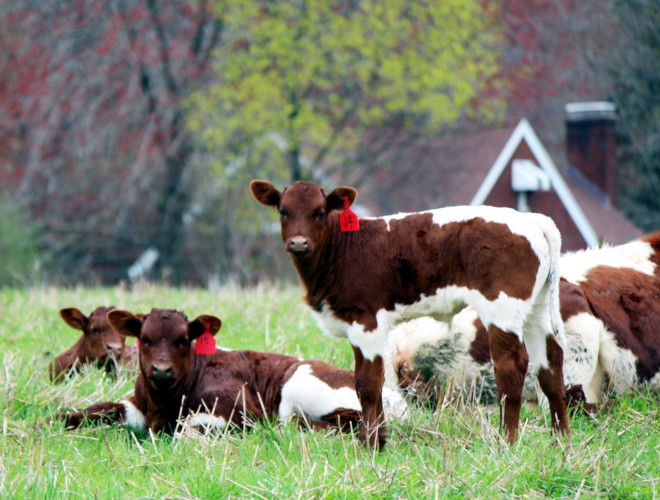 Gimbel Farms
